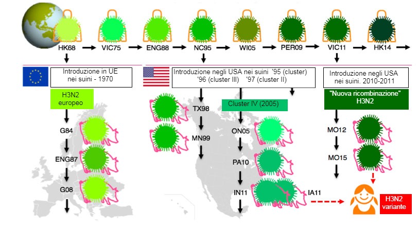 Figura 1. Evoluzione dei virus Influenza H3N2 nell&#39;uomo e nei suini. Le varie tonalit&agrave;&nbsp;di verde&nbsp;indicano differenze antigeniche del&nbsp;H3 HA; i ceppi virali sono indicati con la posizione (abbreviata) e l&#39;anno di isolamento. I virus dell&#39;uomo furono introdotti nella popolazione suina all&#39;inizio degli anni 70 in Europa e a met&agrave; degli anni 90 e nel&nbsp;2010 nel Nord America.&nbsp; Questo ha portato alla situazione attuale di 3 clusters distinti di SIV&nbsp;H3N2 (vedere le finestre del&nbsp;testo), uno in Europa e 2 nel Nord-America.&nbsp;I clusters nordamericani del tutto occasionalmente, saltano di ritorno, verso la popolazione umana e vengono quindi chiamati&nbsp;&quot;varianti&quot;.
