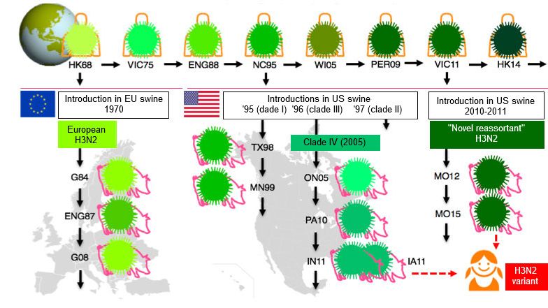 Figura 1. Evoluzione dei virus Influenza H3N2 nell'uomo e nei suini. Le varie tonalit&agrave;&nbsp;di verde&nbsp;indicano differenze antigeniche del&nbsp;H3 HA; i ceppi virali sono indicati con la posizione (abbreviata) e l'anno di isolamento. I virus dell'uomo furono introdotti nella popolazione suina all'inizio degli anni 70 in Europa e a met&agrave; degli anni 90 e nel&nbsp;2010 nel Nord America.&nbsp; Questo ha portato alla situazione attuale di 3 clusters distinti di SIV&nbsp;H3N2 (vedere le finestre del&nbsp;testo), uno in Europa e 2 nel Nord-America.&nbsp;I clusters nordamericani del tutto occasionalmente, saltano di ritorno, verso la popolazione umana e vengono quindi chiamati&nbsp;"varianti".
