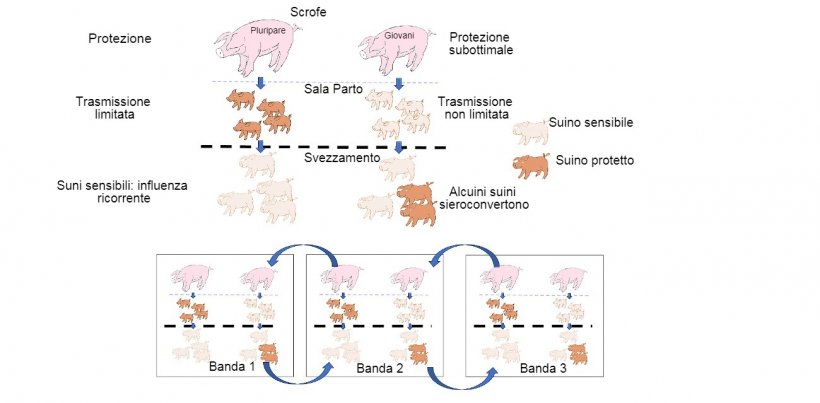 Figura 1: La trasmissione &egrave; ridotta negli animali che ottengono una protezione di qualit&agrave; superiore (suinetti figli di pluripare) rispetto ai suinetti figli di primipare. Nella fase di svezzamento, gli animali che sono stati infettati in presenza di un certo livello di anticorpi materni non svilupperanno attivamente l&#39;immunit&agrave;, in modo che il virus infetta e causa&nbsp;l&#39;influenza ricorrente. Infine, la presenza in un singolo momento di diversi lotti di diverse et&agrave; degli animali facilita la trasmissione del virus tra lotti produttivi, perpetuando l&#39;infezione.
