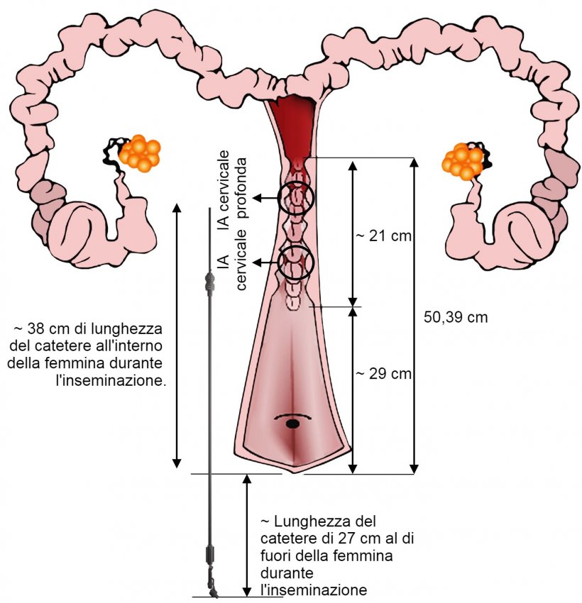 Figura 3. Rappresentazione della disposizione del catetere di IA nel tratto genitale della femmina durante l&#39;IA. Le dimensioni sono state misurate a partire dalle inseminazioni e dai tratti genitali delle scrofe nullipare provenienti dal macello.
