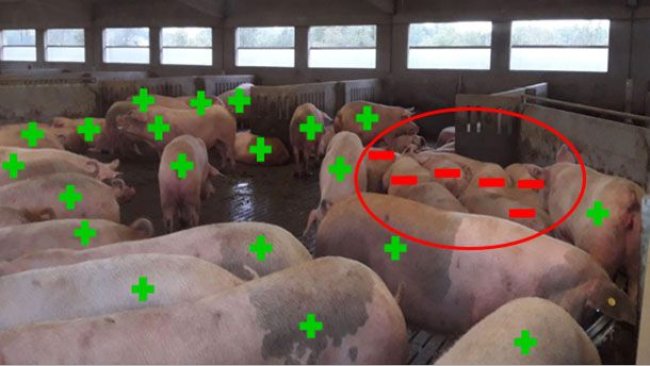  Figura 5. Esempio di risultati della diagnosi di gravidanza al giorno 33