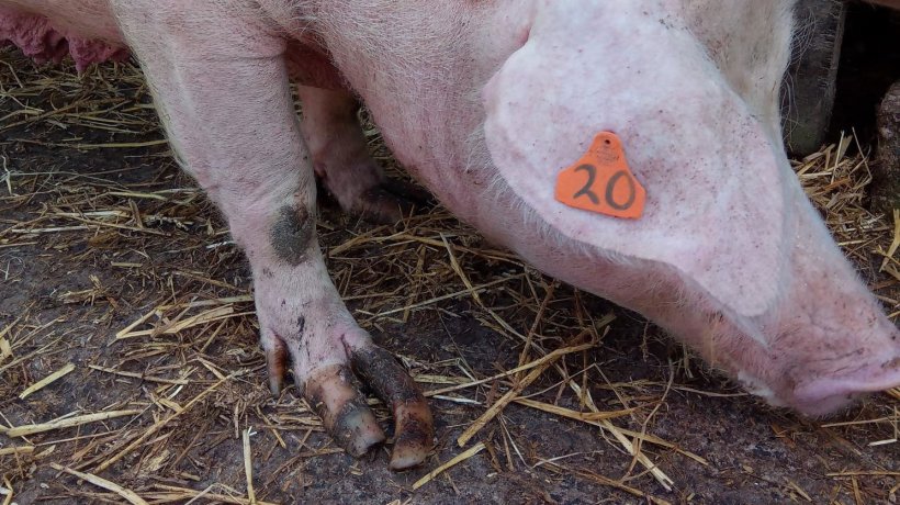 Figura 8.&nbsp; Unghiello a pantofola nell&#39;arto anteriore di una scrofa adulta alloggiata in gruppo.
