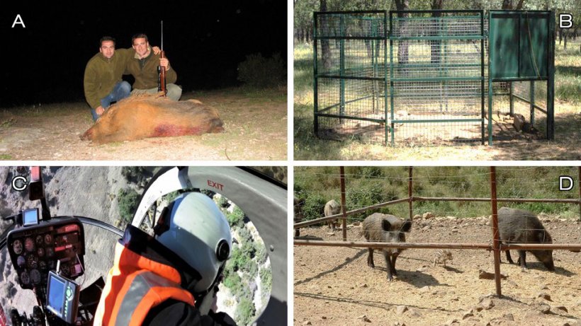 Foto 1: Opzioni di controllo: A) caccia ricreativa; B) cattura; C) eliminazione&nbsp;mediante professionisti&nbsp;(in questo caso dall&#39;elicottero, foto cortesia di&nbsp;Ivor Jockney); D) gestione dell&#39;habitat: sopprimere l&#39;alimentazione e proteggere le coltivazioni&nbsp;(foto: mangiatoia fissa per cinghiali).
