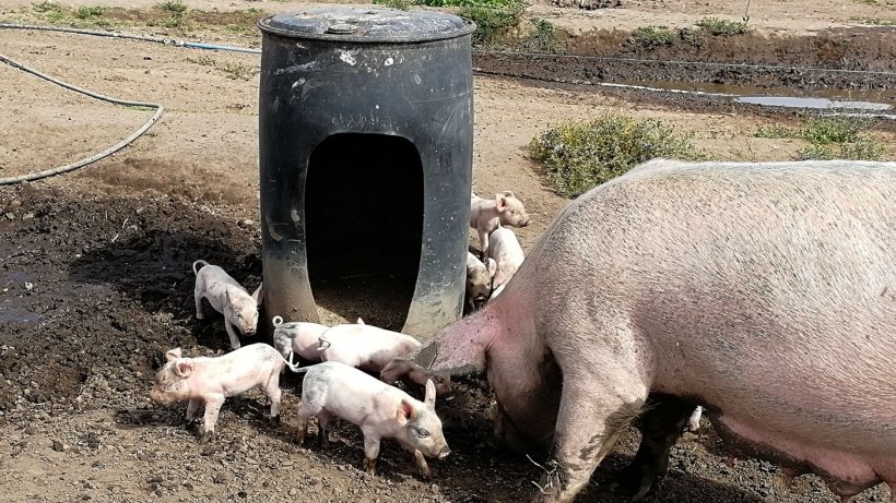 Suinetti attorno alla mangiatoia
