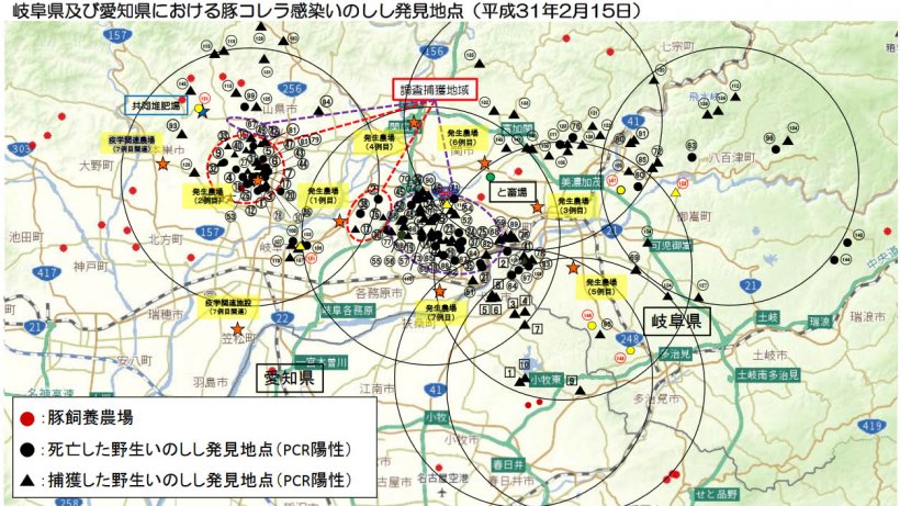 El mapa muestra el total de jabal&iacute;es encontrados muertos o capturados positivos para la enfermedad as&iacute; como las explotaciones porcinas afectadas (subrayadas en amarillo), hasta 15 de febrero de 2019.
