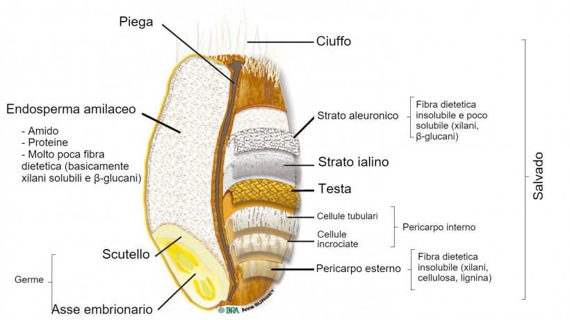 Figura 2.&nbsp;Sezione trasversale di un chicco di frumento integrale con la posizione delle sue parti. Adattato da&nbsp;Knudsen (2014) da&nbsp;Surget e&nbsp;Barron (2005).
