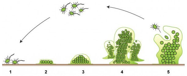 Le cinque fasi della formazione del biofilm. Fonte: http://www.emerypharmaservices.com/
