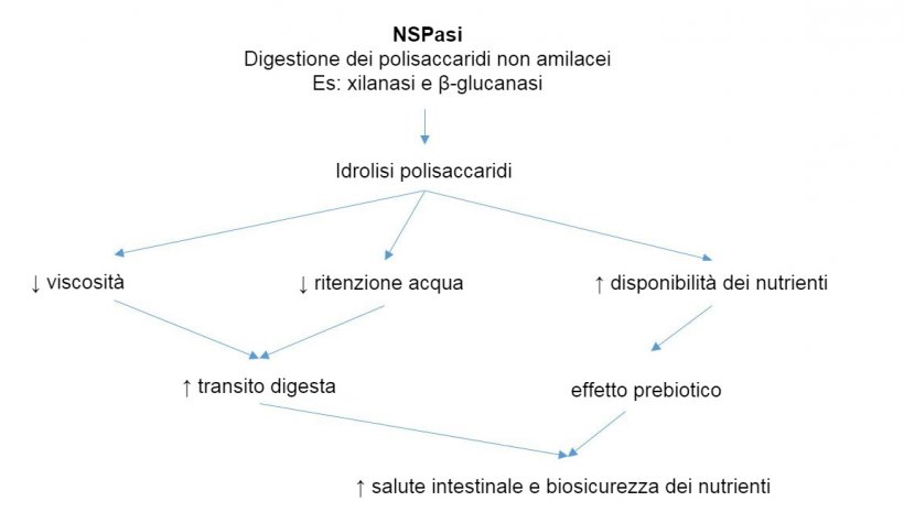 Meccanismo d&#39;azione degli enzimi esogeni. Gli enzimi esogeni hanno attivit&agrave; prebiotica idrolizzando i polisaccaridi non amilacei verso gli oligosaccaridi utilizzabili da alcuni batteri. Adattato da Sinha 2011
