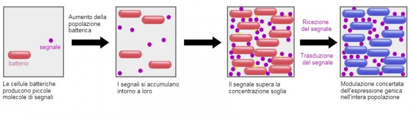 Un sistema promettente &egrave; la capacit&agrave; di influenzare il meccanismo di segnalazione tra i batteri (Quorum sensing) attraverso alcuni probiotici. In questo modo, pu&ograve; essere impedito di attuare strategie di sopravvivenza comuni come la formazione di biofilm o la sporulazione in condizioni avverse.
