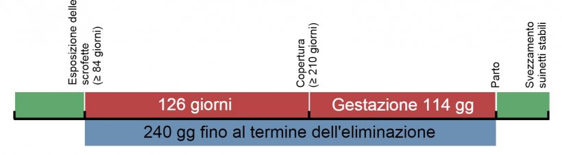 Figure 1. Cronologia dell&#39;esposizione delle scrofette
