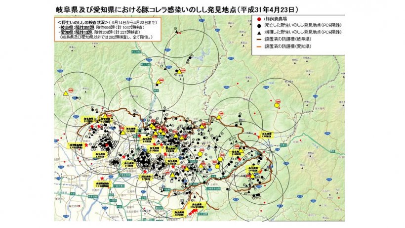 La mappa mostra il totale di cinghiali trovati morti o catturati positivi per la malattia e gli allevamenti di suini colpiti (sottolineati in giallo), fino al 23 aprile 2019.
