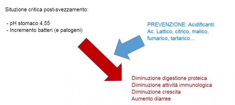 Figura 2: L&#39;acidificazione del contenuto gastrointestinale&nbsp;&egrave; anche una buona strategia per migliorare la digestione, specialmente nei suinetti dopo lo svezzamento perch&eacute; la loro capacit&agrave; endogena &egrave; molto limitata. Mediante l&#39;incorporazione di un acidificante nella dieta, viene evitata una riduzione della digestione delle proteine e delle influenze nell&#39;immunit&agrave; e nei parametri produttivi.
