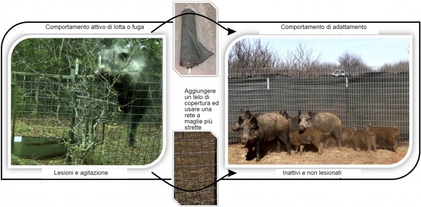 Riduzione degli infortuni e risposta alla fuga durante la cattura di cinghiali
