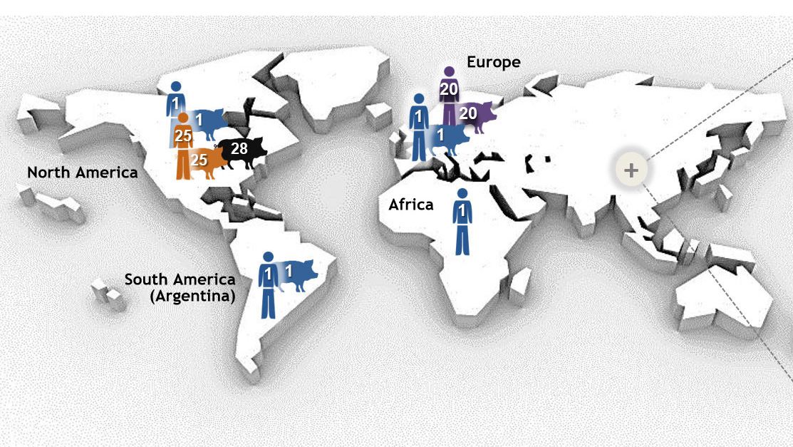 Figura 1. Principali tipi di di sequenza&nbsp;(STs) del sierotipo 2 di&nbsp;Streptococcus suis determinati con la&nbsp;Tipizzazione&nbsp;multilocus delle sequenze&nbsp;(MLST). I ceppi&nbsp;ST1 sierotipo 2 si associano&nbsp;principalmente alla malattia tanto nei suini&nbsp;(dove ci sono dati disponibili) che nell'uomo in Europa, Asia, Africa e&nbsp;America del Sud&nbsp;(Argentina). ST7, una variante del locus unico di&nbsp;ST1, &egrave; endemica nella Cina continentale. La situazione &egrave; differente in America del Nord, dove sono stati descritti pochi casi clinici di&nbsp;ST1 nei suini e solo 1 nell'uomo. Di fatto, i ceppi nord-americani del sierotipo 2 appartengono&nbsp;principalmente al ST25 (uomo e suini) ed&nbsp;a ST28 (solo suini). L'ultimo&nbsp;ST anch'esso &egrave; associato a casi clinici nei suini nella Cina continentale, Australia, Giappone e&nbsp;Thailandia. Curiosamente, Giappone e Thailandia sono gli unici paesi che anch'essi stanno descrivendo casi nell'uomo di di&nbsp;ST28. Inoltre in America del Nord, sono stati descritti casi nell'uomo da&nbsp;ST25 in&nbsp;Australia e&nbsp;Thailandia. Infine, ST20 ha prevalenza solo in Europa (specialmente in Olanda). In questo grafico, i numeri (1, 20, 25, 28, 104) dei diversi ospiti indicano diversi&nbsp;STs (p.e.: ST1, ST20, ST25, ST28, ST104) ed ogni&nbsp;ST &egrave; stato disegnato con un colore diverso. La figura &egrave; stata modificata a partire da: Segura M, Fittipaldi N, Calzas C, Gottschalk M. Critical Streptococcus suis virulence factors: Are they all really critical? Trends Microbiol. 2017; 25(7):585-599. doi: 10.1016/j.tim.2017.02.005, with copyright permission.
