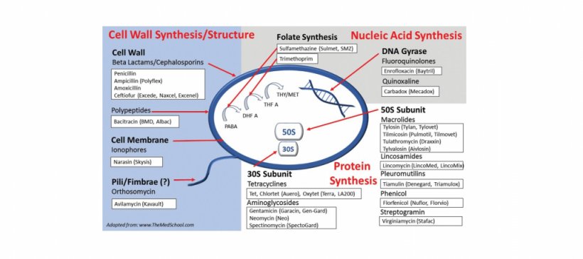 I 4 &nbsp;meccanismi di azione degli antibiotici
