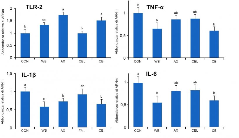 Figura 1. Effetto di diverse fonti di fibre nella dieta sull&#39;espressione genica dei recettori TLR-2 e delle citochine pro-infiammatorie nell&#39;intestino dei suinetti svezzati. CON: dieta controllo senza componenti fibrose&nbsp;WB: dieta con aggiunta di&nbsp;10% di crusca di frumento&nbsp;AX: dieta con aggiunta di una quantit&agrave; di arabinoxilani&nbsp;equivalente a quella apportata dal&nbsp;10% di crusca di frumento&nbsp;CEL: dieta con aggiunta di una quantit&agrave; di cellulosa equivalente a quella apportata dal&nbsp;10% di crusca di frumento&nbsp;(CEL) CB: dieta con aggiunta delle stesse quantit&agrave; di&nbsp;arabinoxilani e cellulosa, insieme. Medie&nbsp;con distinta lettera differisce in maniera statisticamente&nbsp;significativa (p&lt;0,05). Fonte: Chen e&nbsp;col., 2016
