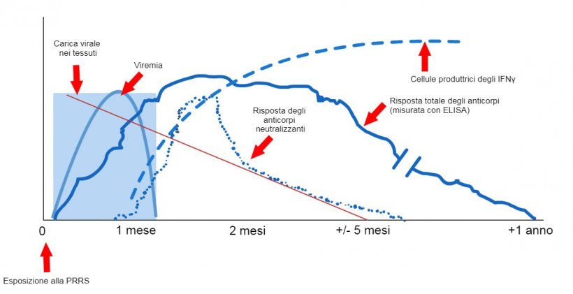 Grafico 1: Risposta del sistema immunitario di un suino infetto dal virus PRRS (L&oacute;pez e&nbsp;Osorio, 2004).
