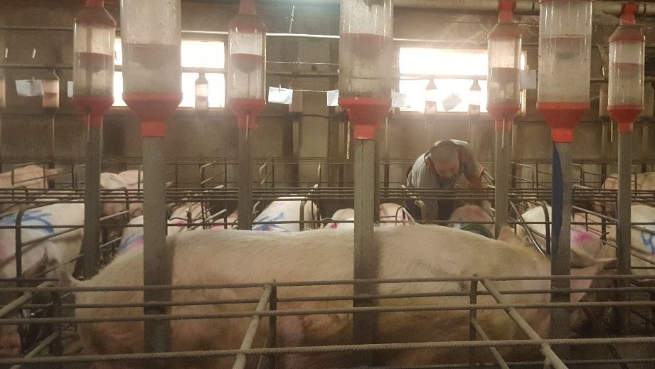 &Egrave; essenziale rilevare il calore con il verro di fronte alle scrofe. La ricerca dei calori da parte dell'addetto deve essere attiva, toccando, facendo delle pressioni sulle scrofe, ma senza spaventarle...
