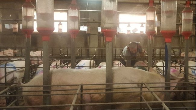 È essenziale rilevare il calore con il verro di fronte alle scrofe. La ricerca dei calori da parte dell'addetto deve essere attiva, toccando, facendo delle pressioni sulle scrofe, ma senza spaventarle...