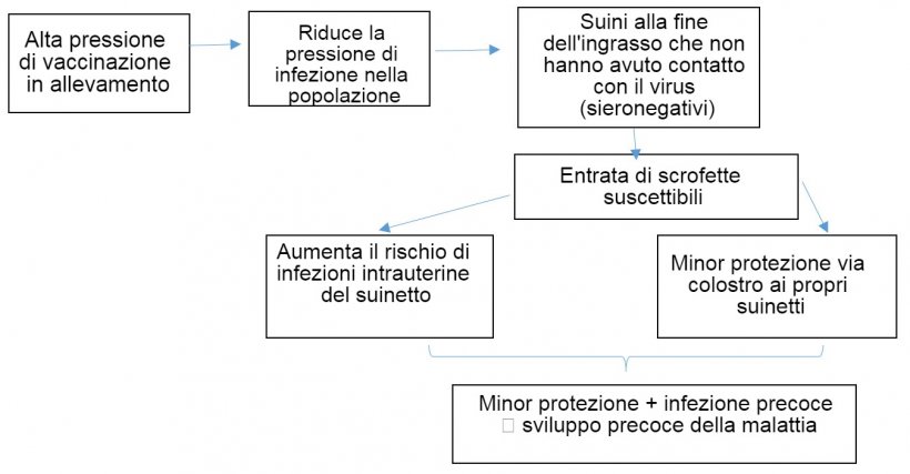 Figura 1: Evoluzione dell&#39;epidemiologia dell&#39;infezione da PCV-2 in un contesto di vaccinazione sistematica.
