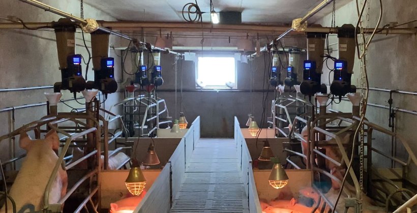Immagine&nbsp;1. Alimentatori elettronici in sala parto installati in un allevamento commerciale.
