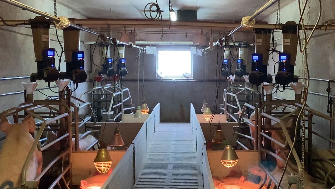 Immagine&nbsp;1. Alimentatori elettronici in sala parto installati in un allevamento commerciale.
