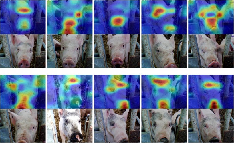 Figura 6: Riconoscimento facciale applicato ai suini. Fonte: Hansen et al. 2018
