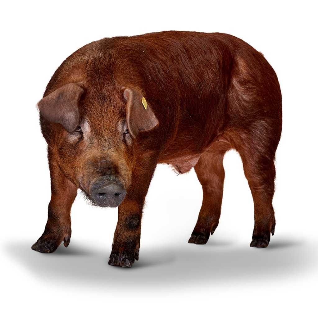 DUROC DANBRED