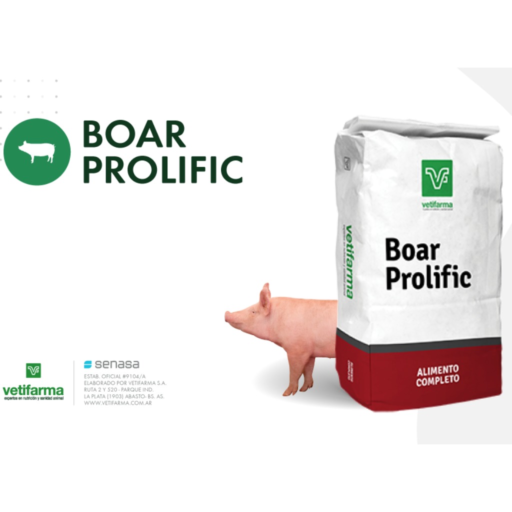 Boar prolific